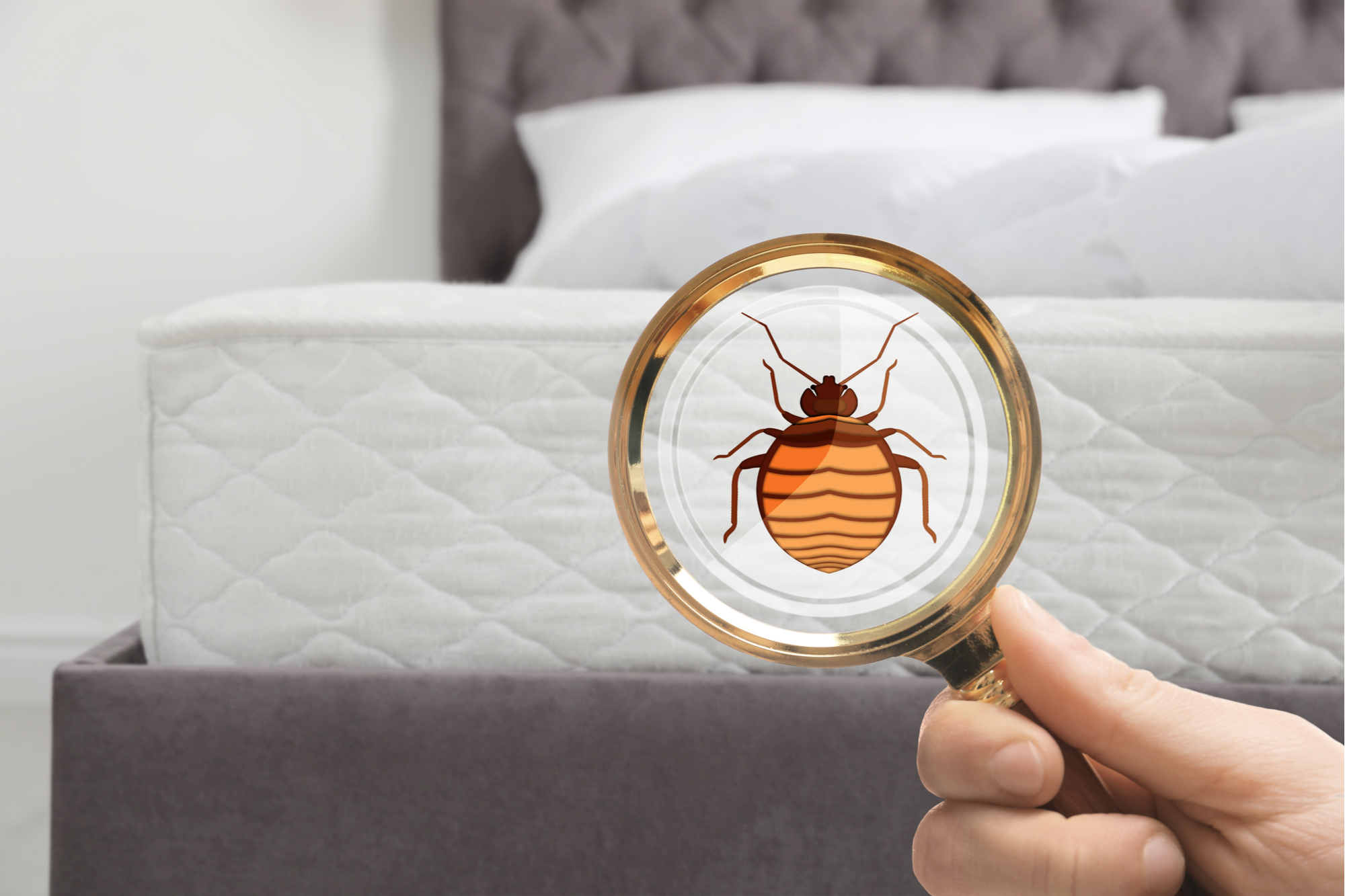 Magnifying glass detecting bed bugs on mattress