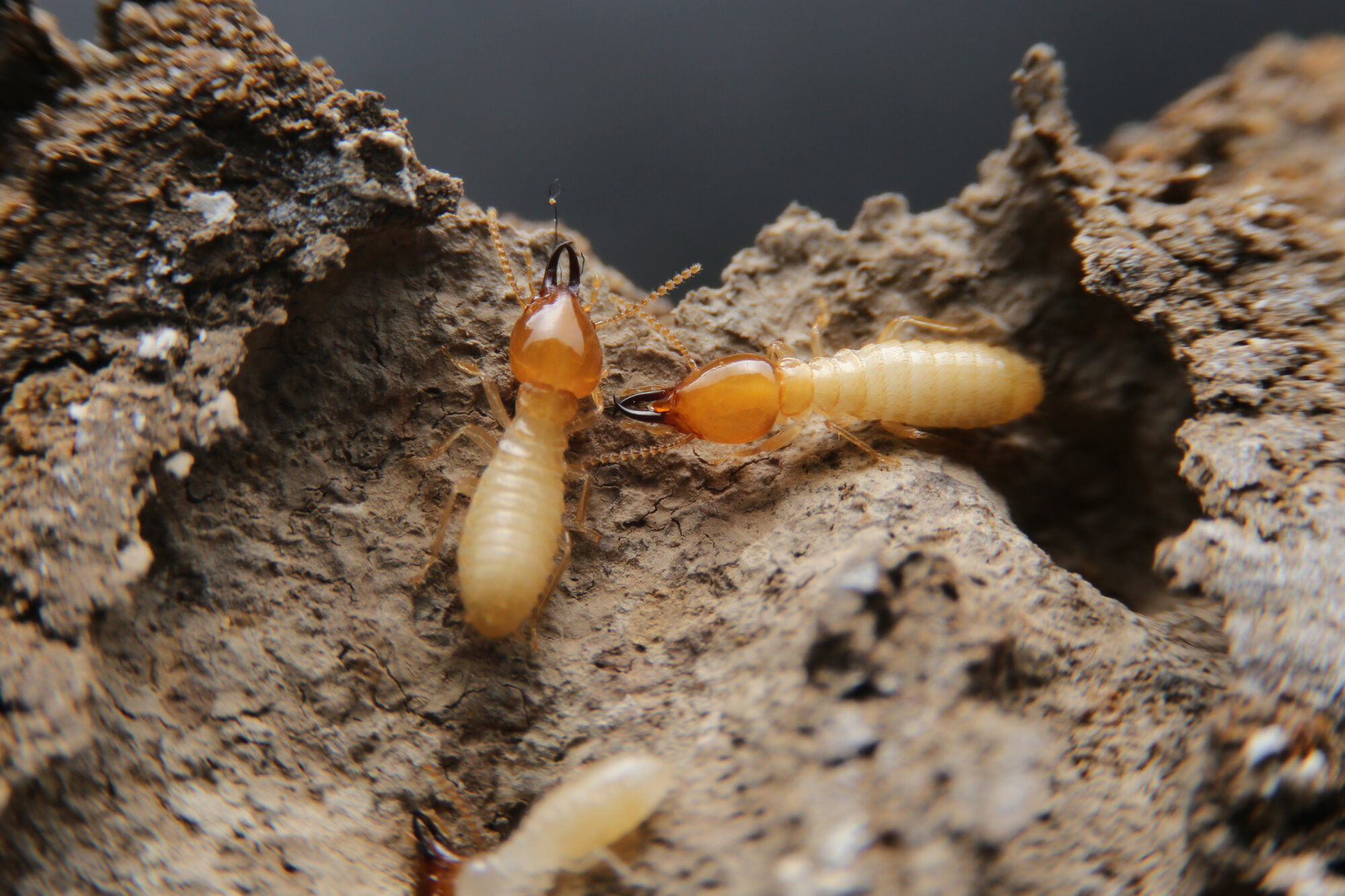 Termites termites