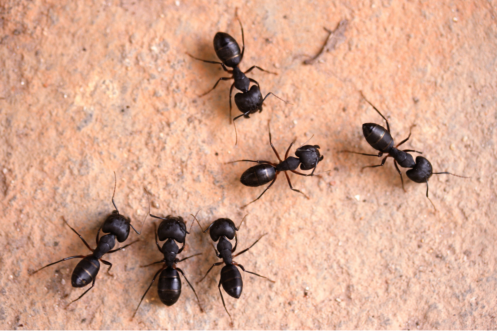 group of carpenter ants