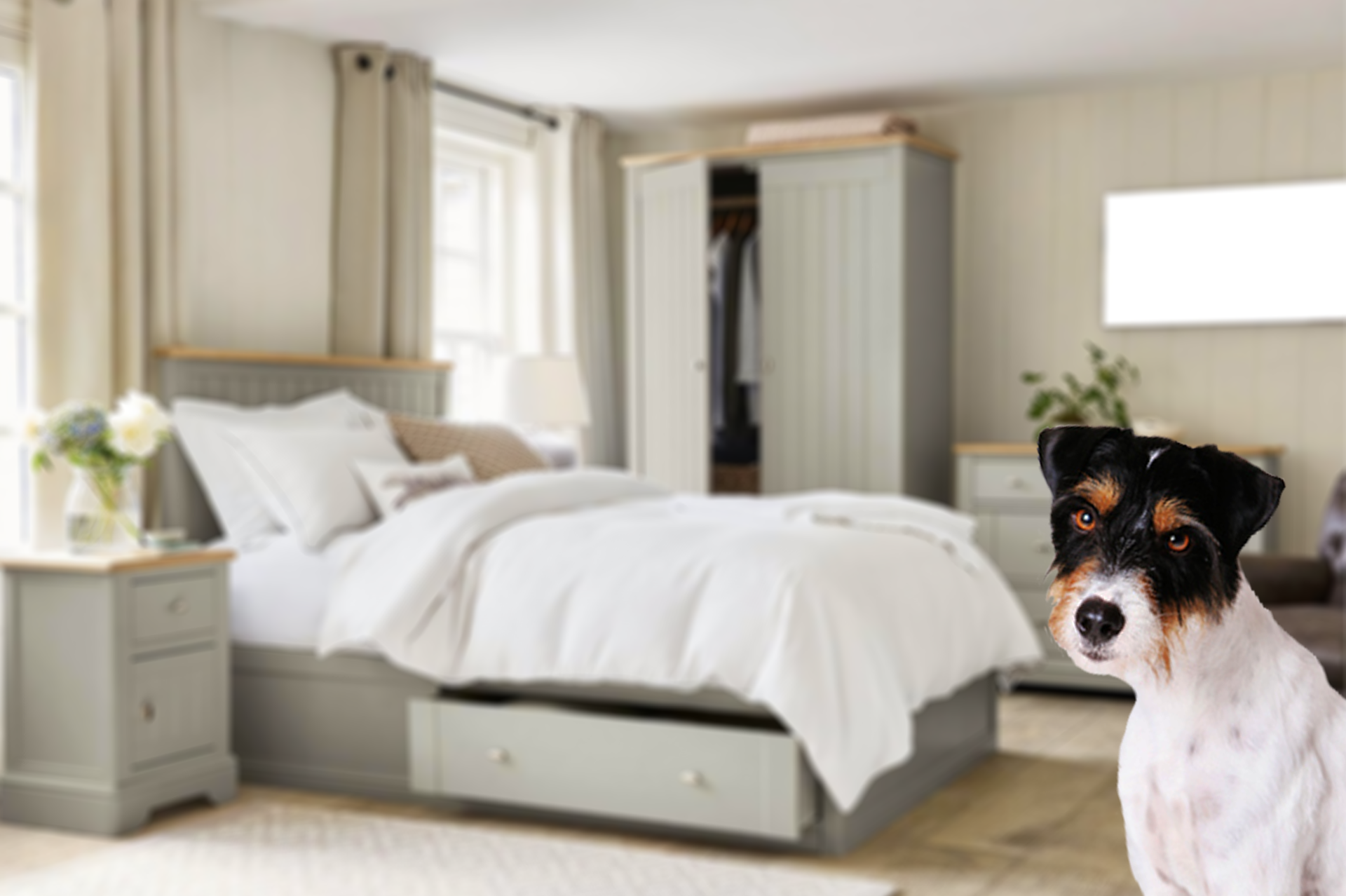 dog with a blurry modern bedroom as background