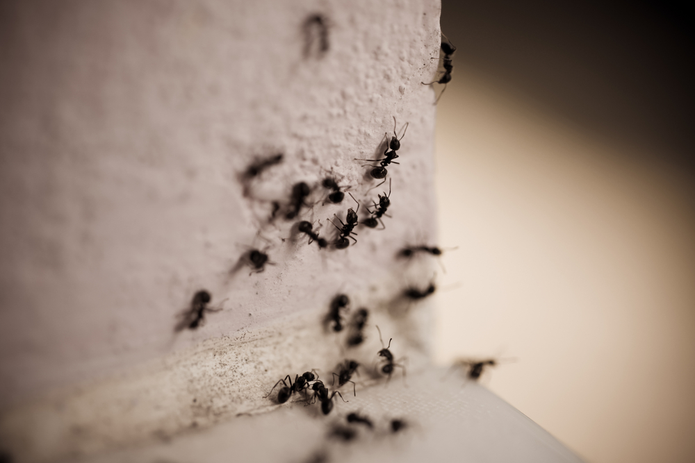 group carpenter ants on wall