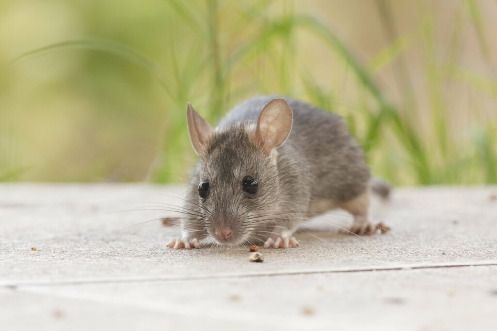 Do Rats Come Out During The Day Texas Hill Country Kerrville