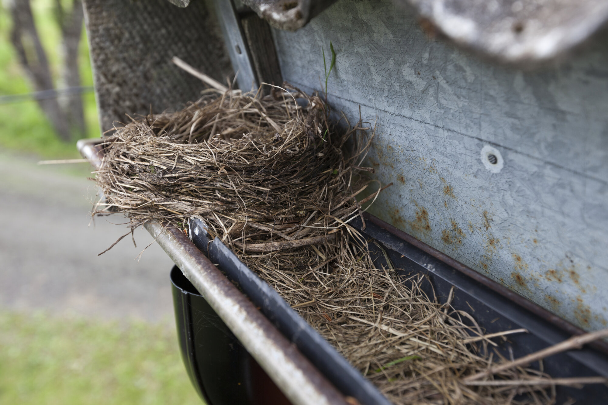 Bird-nest-clogged-gutter_NoLocation_2000x1333_etovilla