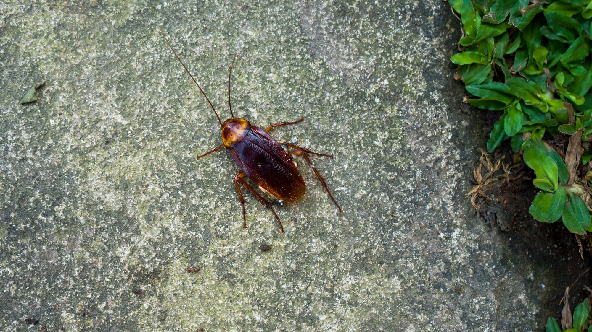 Roach on limestone