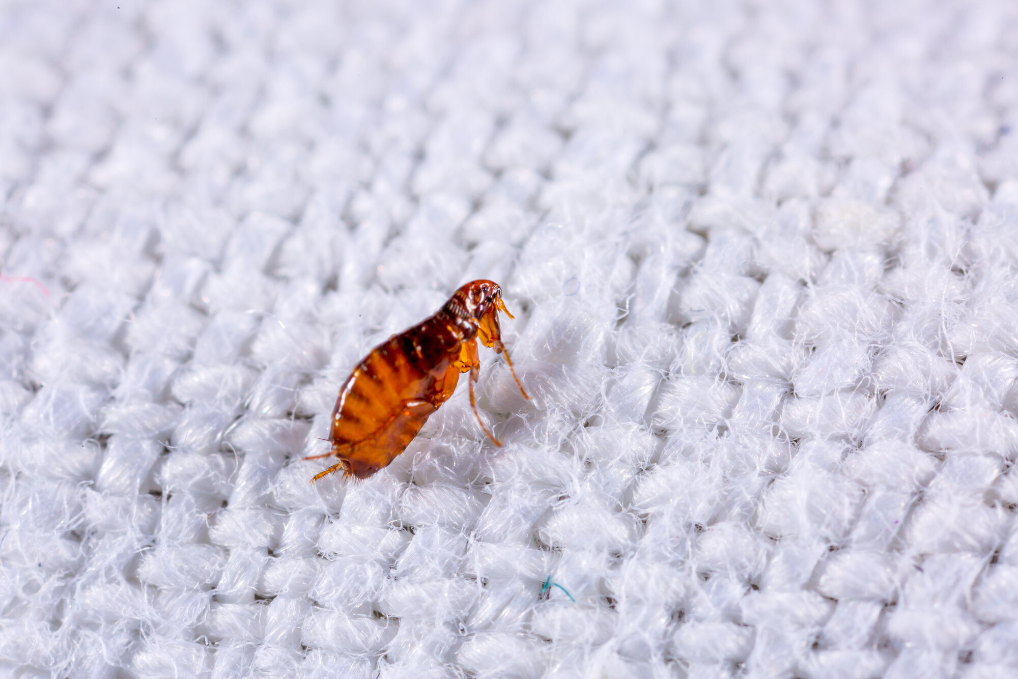 flea on white fabric