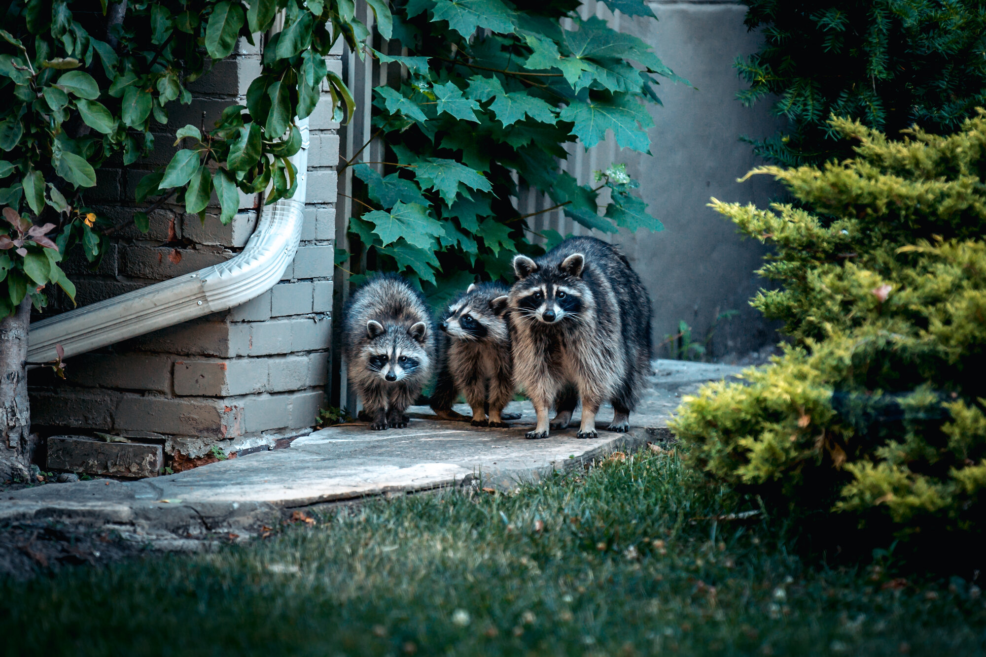 Raccoons around a house